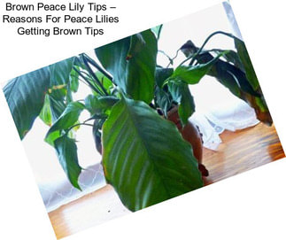 Brown Peace Lily Tips – Reasons For Peace Lilies Getting Brown Tips