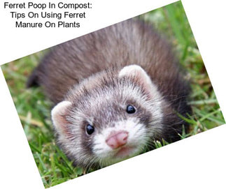 Ferret Poop In Compost: Tips On Using Ferret Manure On Plants