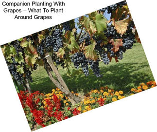 Companion Planting With Grapes – What To Plant Around Grapes