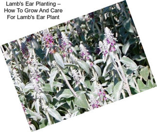 Lamb\'s Ear Planting – How To Grow And Care For Lamb\'s Ear Plant