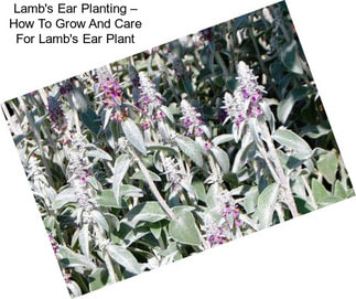 ear plant lamb poisonous lambs planting grow care agriseek