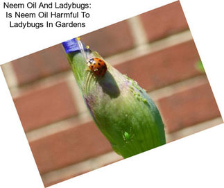 Neem Oil And Ladybugs: Is Neem Oil Harmful To Ladybugs In Gardens