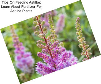 Tips On Feeding Astilbe: Learn About Fertilizer For Astilbe Plants