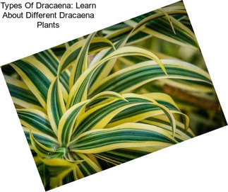 Types Of Dracaena: Learn About Different Dracaena Plants