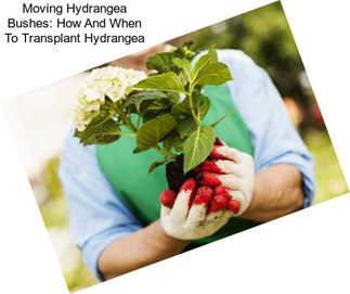 Moving Hydrangea Bushes: How And When To Transplant Hydrangea