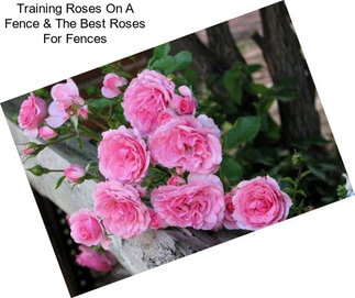 Training Roses On A Fence & The Best Roses For Fences