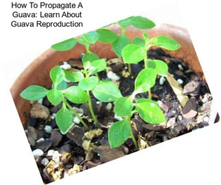 How To Propagate A Guava: Learn About Guava Reproduction