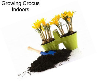 Growing Crocus Indoors