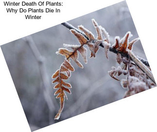 Winter Death Of Plants: Why Do Plants Die In Winter