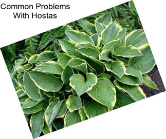 Common Problems With Hostas