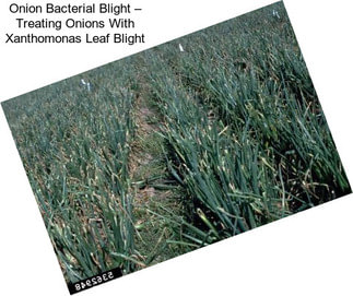 Onion Bacterial Blight – Treating Onions With Xanthomonas Leaf Blight