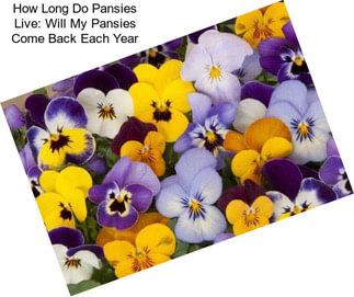 How Long Do Pansies Live: Will My Pansies Come Back Each Year