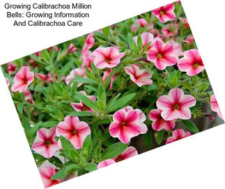 Growing Calibrachoa Million Bells: Growing Information And Calibrachoa Care