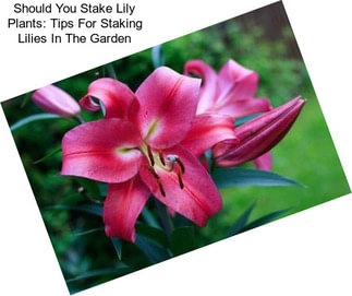 Should You Stake Lily Plants: Tips For Staking Lilies In The Garden