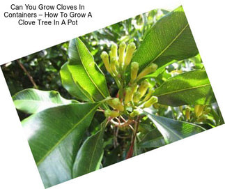 Can You Grow Cloves In Containers – How To Grow A Clove Tree In A Pot