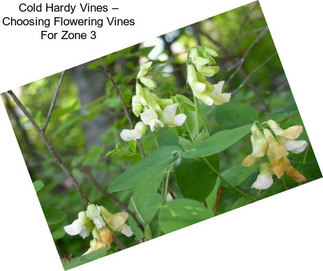 Cold Hardy Vines – Choosing Flowering Vines For Zone 3