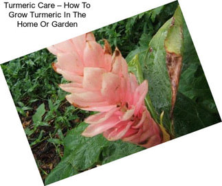 Turmeric Care – How To Grow Turmeric In The Home Or Garden