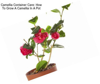 Camellia Container Care: How To Grow A Camellia In A Pot