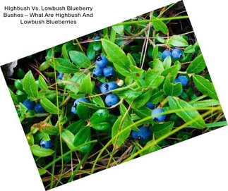 Highbush Vs. Lowbush Blueberry Bushes – What Are Highbush And Lowbush Blueberries