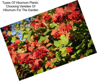 Types Of Viburnum Plants: Choosing Varieties Of Viburnum For The Garden