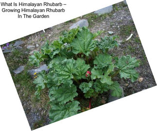 What Is Himalayan Rhubarb – Growing Himalayan Rhubarb In The Garden