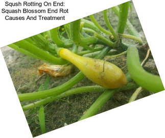 Sqush Rotting On End: Squash Blossom End Rot Causes And Treatment