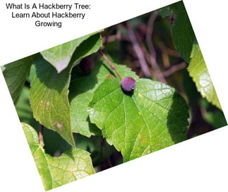 What Is A Hackberry Tree: Learn About Hackberry Growing