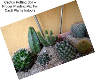 Cactus Potting Soil – Proper Planting Mix For Cacti Plants Indoors