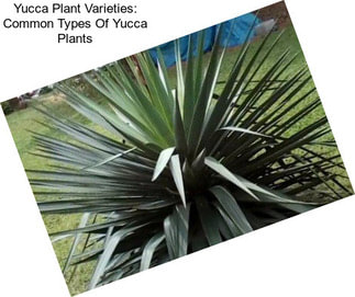 Yucca Plant Varieties: Common Types Of Yucca Plants