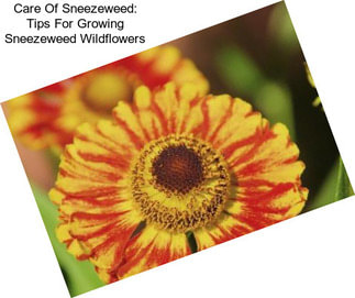 Care Of Sneezeweed: Tips For Growing Sneezeweed Wildflowers