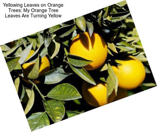 Yellowing Leaves on Orange Trees: My Orange Tree Leaves Are Turning Yellow