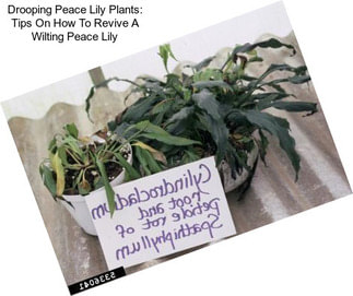 Drooping Peace Lily Plants: Tips On How To Revive A Wilting Peace Lily