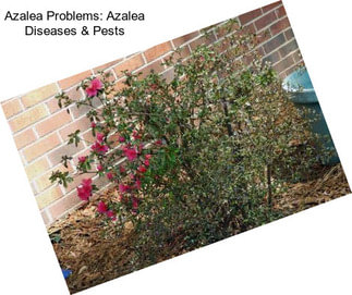 Azalea Problems: Azalea Diseases & Pests