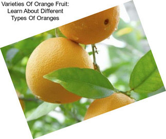 Varieties Of Orange Fruit: Learn About Different Types Of Oranges