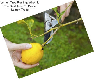 Lemon Tree Pruning: When Is The Best Time To Prune Lemon Trees