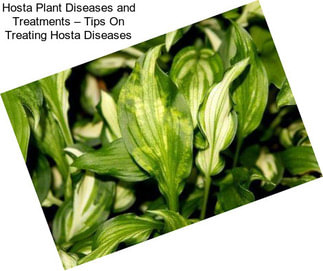 Hosta Plant Diseases and Treatments – Tips On Treating Hosta Diseases