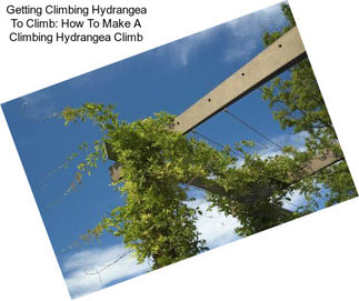 Getting Climbing Hydrangea To Climb: How To Make A Climbing Hydrangea Climb