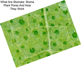 What Are Stomata: Stoma Plant Pores And How They Work