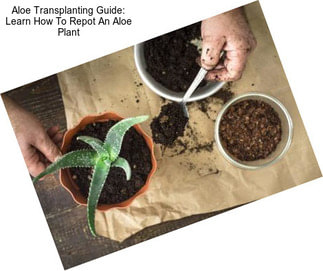 Aloe Transplanting Guide: Learn How To Repot An Aloe Plant