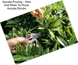 Aucuba Pruning – How And When To Prune Aucuba Shrubs