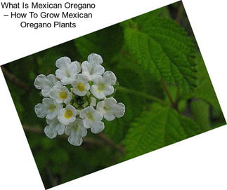 What Is Mexican Oregano – How To Grow Mexican Oregano Plants