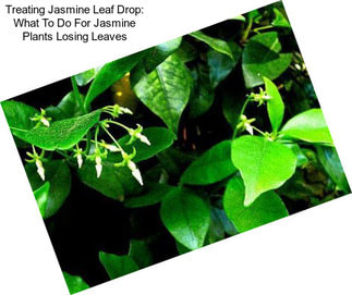 Treating Jasmine Leaf Drop: What To Do For Jasmine Plants Losing Leaves