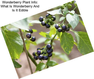 Wonderberry Plant Info: What Is Wonderberry And Is It Edible