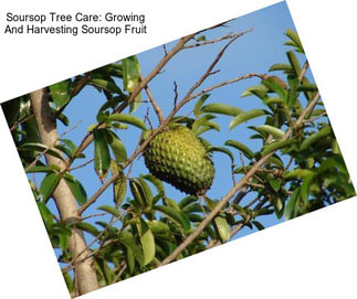 Soursop Tree Care: Growing And Harvesting Soursop Fruit