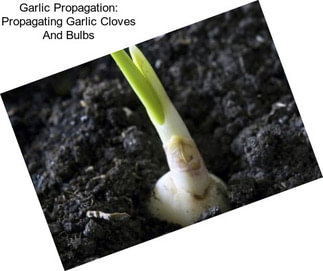 Garlic Propagation: Propagating Garlic Cloves And Bulbs