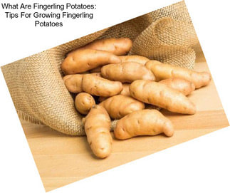 What Are Fingerling Potatoes: Tips For Growing Fingerling Potatoes