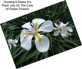 Growing A Dietes Iris Plant: Info On The Care Of Dietes Flowers