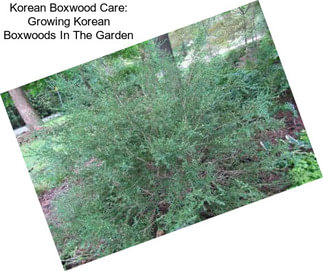 Korean Boxwood Care: Growing Korean Boxwoods In The Garden