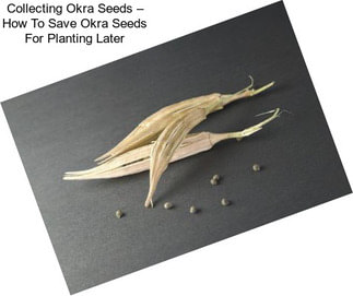 Collecting Okra Seeds – How To Save Okra Seeds For Planting Later
