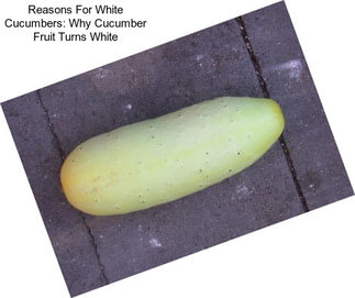 Reasons For White Cucumbers: Why Cucumber Fruit Turns White